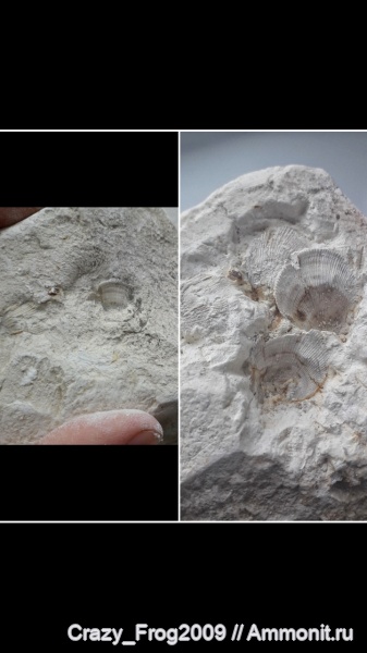 двустворчатые моллюски