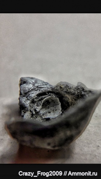 двустворчатые моллюски, Neithea