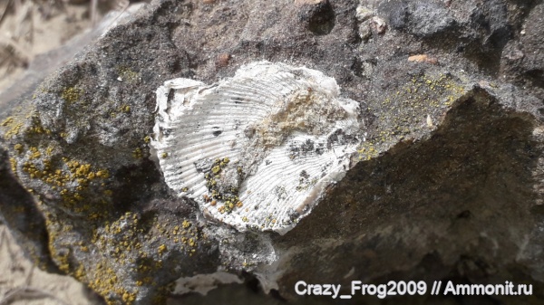 двустворчатые моллюски, Spondylus