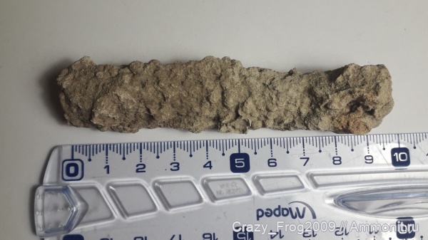 ихнофоссилии, Ophiomorpha