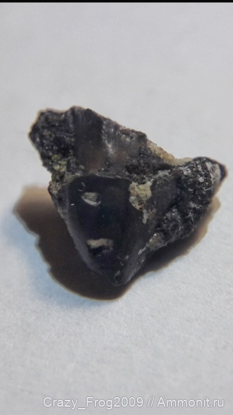 головоногие моллюски, челюсти, челюсти головоногих