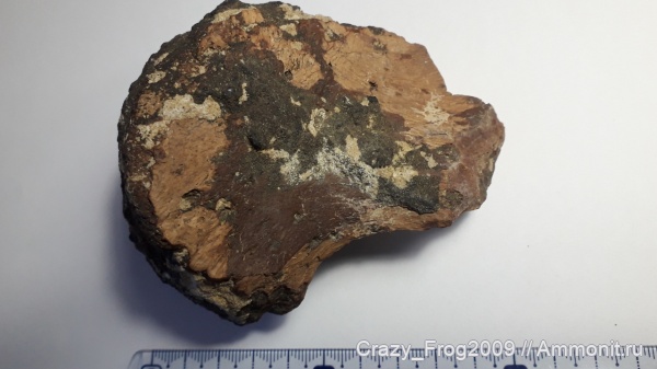 плезиозавры, кости, Plesiosauria, плезиозавриды, пресмыкающиеся, Pistosauroidea