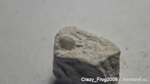 брахиоподы