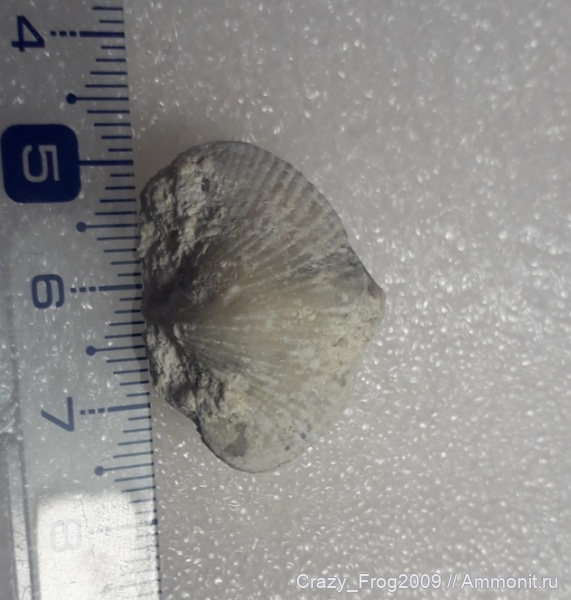 брахиоподы