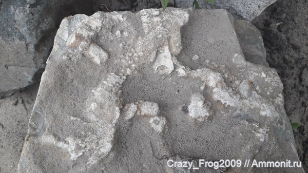 ихнофоссилии, Ophiomorpha