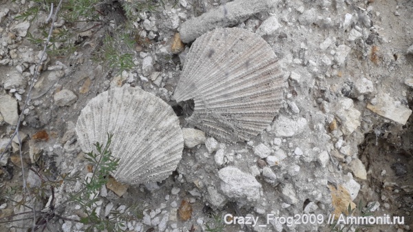 двустворчатые моллюски, Pecten, Pecten asper