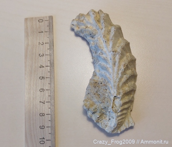 Lopha, устрицы