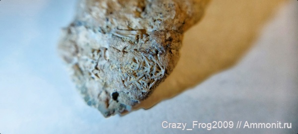 рыбы, акулы, копролиты, позвонки рыб