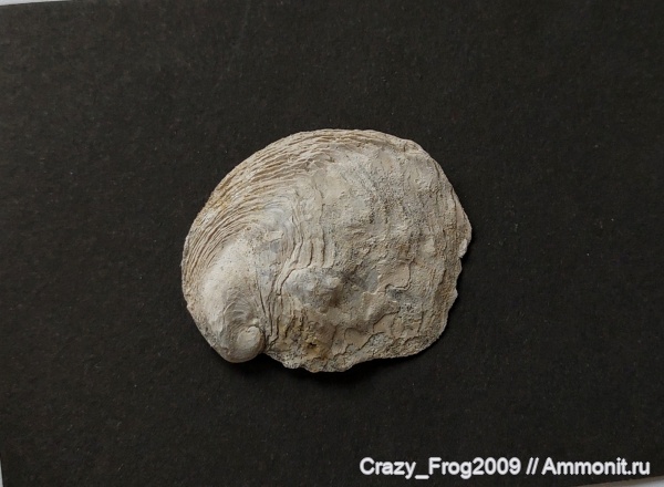 двустворчатые моллюски, устрицы