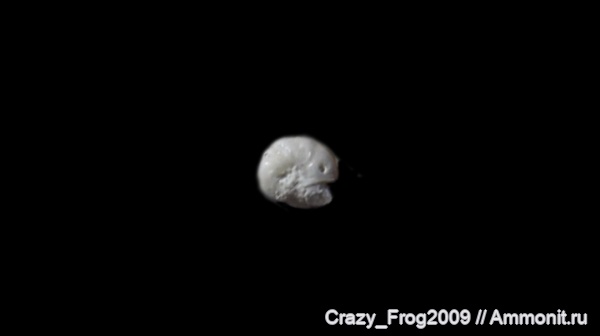 фораминиферы