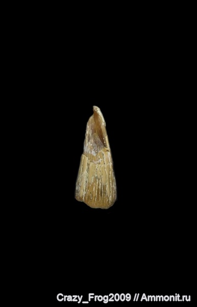 ихтиозавры, зубы