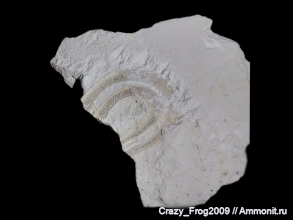 серпулы, серпулиды