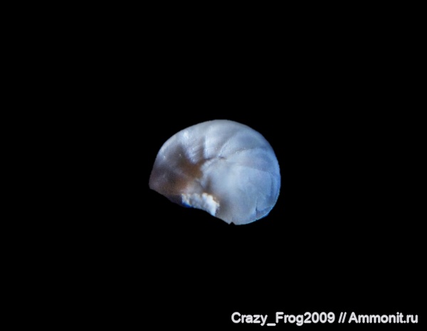 простейшие, одноклеточные, фораминиферы