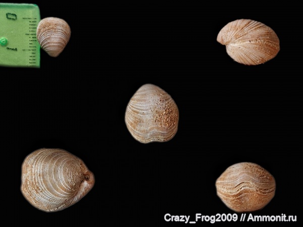 брахиоподы, плеченогие, Смена направления роста, Уступ нарастания