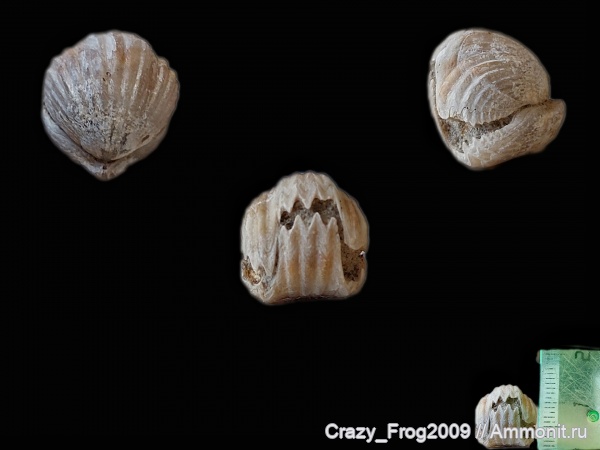 плеченогие, Rhynchonellida