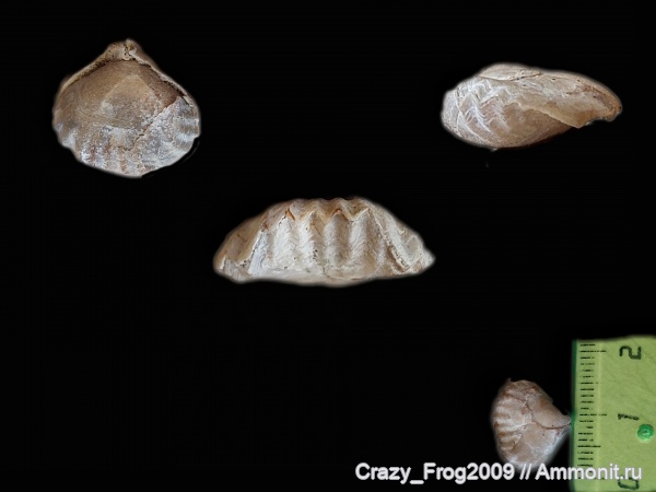 брахиоподы, плеченогие