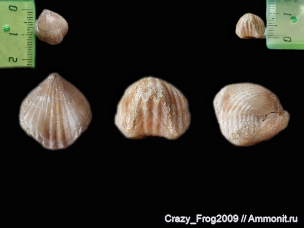 брахиоподы, плеченогие, Rhynchonellida