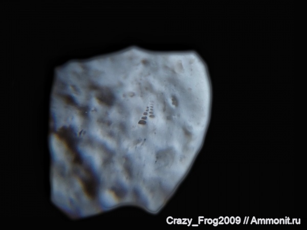 простейшие, одноклеточные, фораминиферы