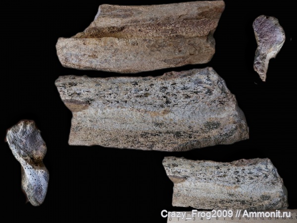 ихтиозавры