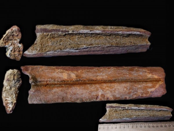 ихтиозавры, морские рептилии, челюсти