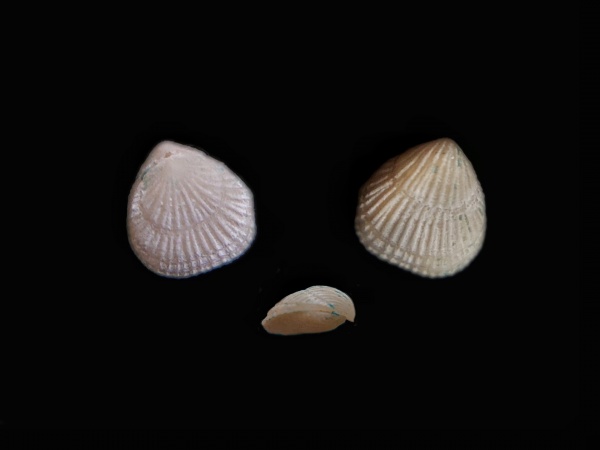 плеченогие, Gyrosoria, Girosoria lata