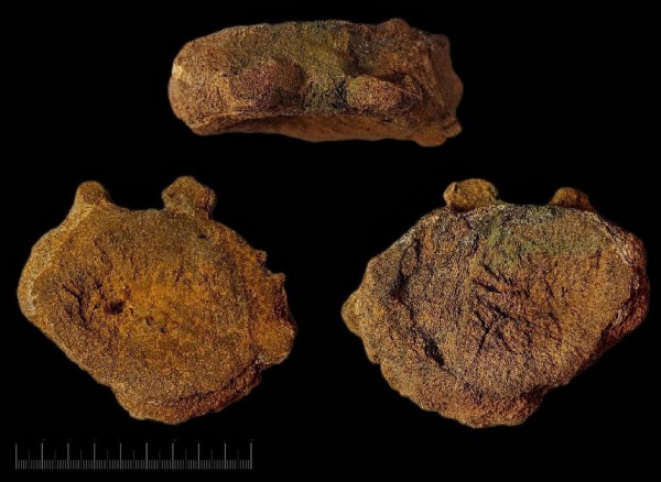 сеноман, позвонки, кости