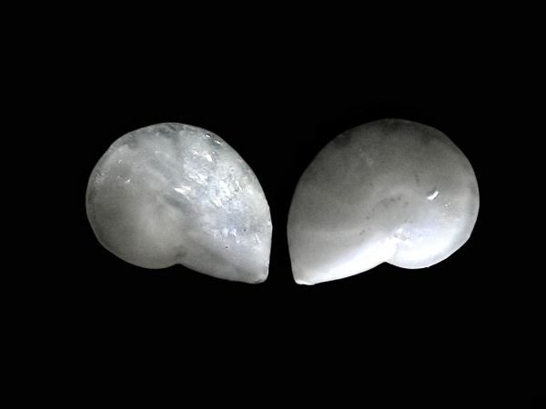 простейшие, одноклеточные, фораминиферы