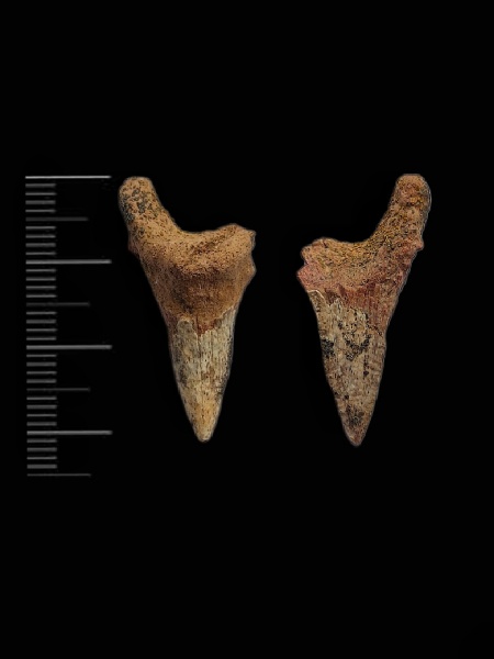 зубы, акулы, Cretoxyrhina