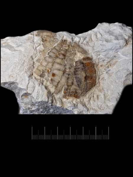 морские ежи, иглокожие