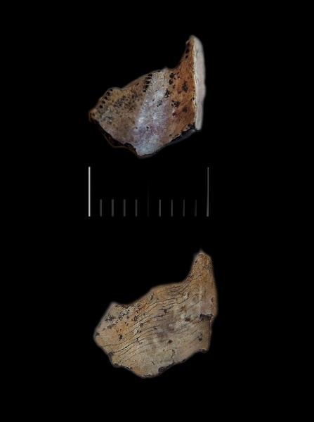 химеры, Волгоградская область, мандибулярная пластина, Elasmodectes, Elasmodectes kiprijanoffi