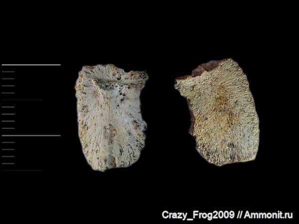 водные рептилии, черепахи
