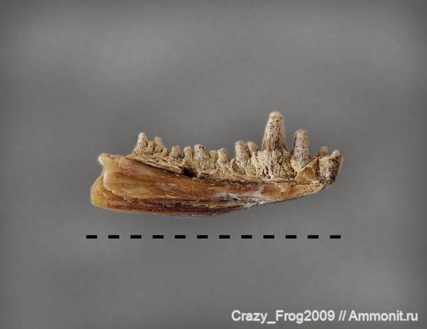 рыбы, челюсти, Aspidorhynchus