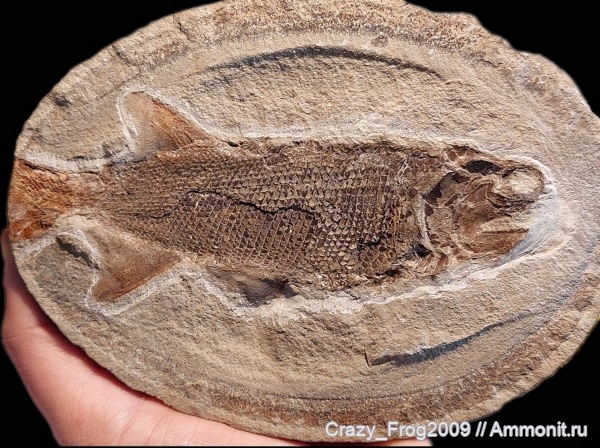 рыбы, Paleonisciformes, палеониски