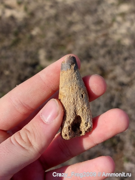 ихтиозавры