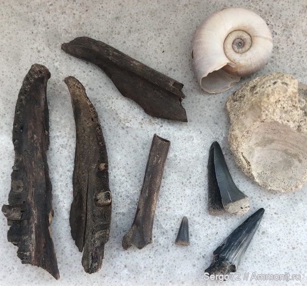 зубы акул, челюсти, Киев, намывные пески