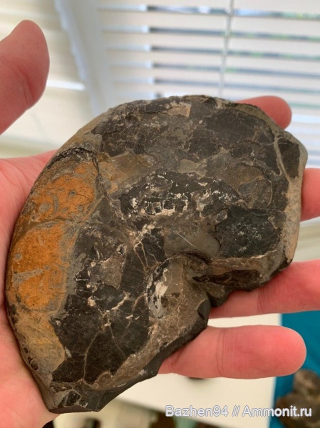 аммониты, триас, наутилусы, цератиты