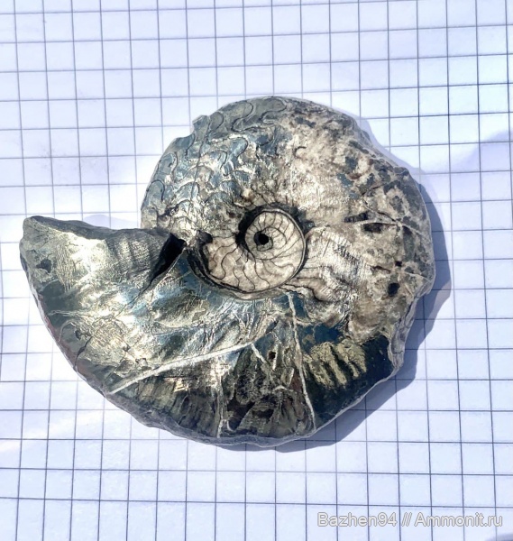 аммониты, триас, наутилусы, пирит, цератиты