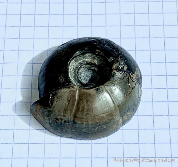 аммониты, триас, наутилусы, цератиты