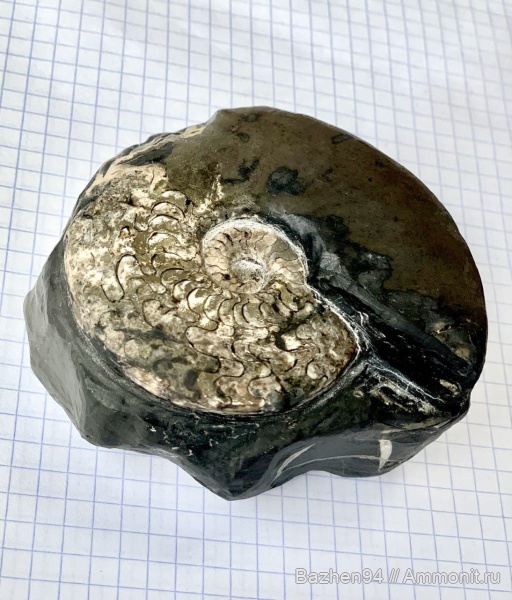 аммониты, триас, наутилусы, пирит, цератиты