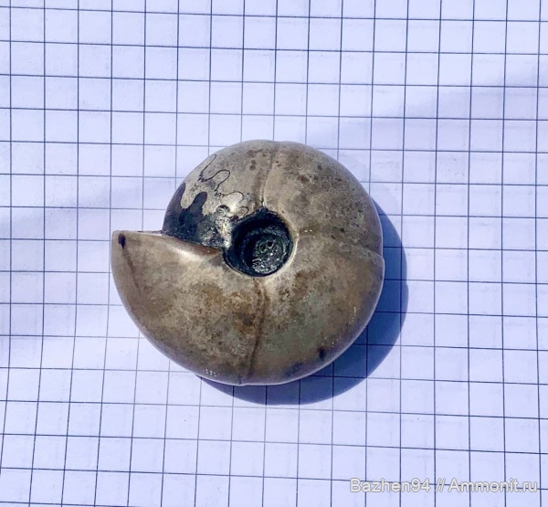 аммониты, триас, наутилусы, цератиты