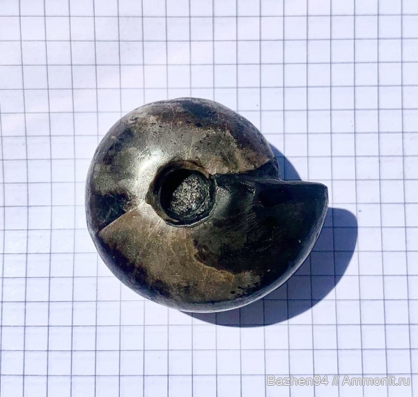 аммониты, триас, наутилусы, цератиты