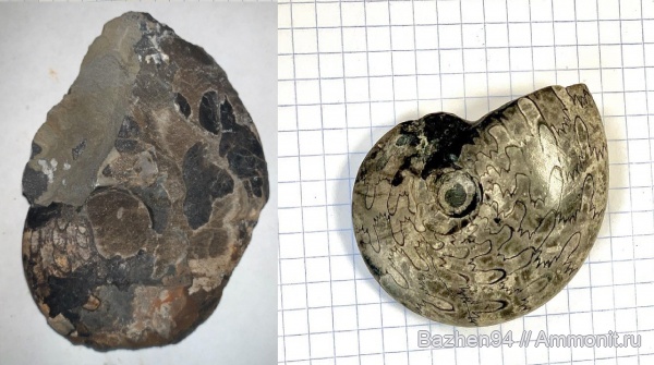 аммониты, триас, наутилусы, цератиты