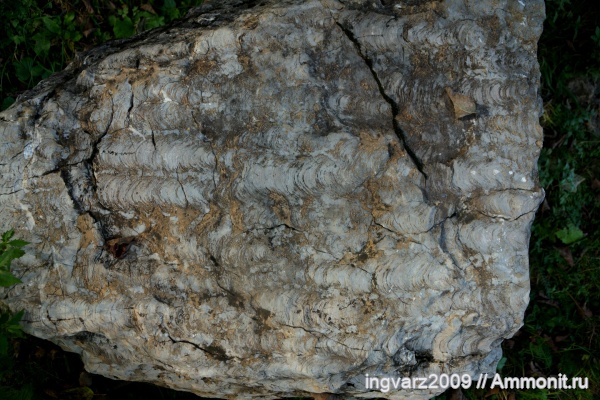 Строматолиты Inzeria. Река Инзер, Ассы.