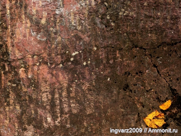 строматолиты, протерозой, Башкирия, Inzeria