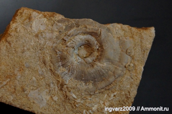 брюхоногие моллюски, пермский период, Башкирия, артинский ярус