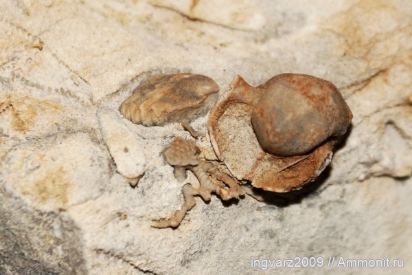 беллерофоны, брюхоногие моллюски, пермский период, Башкирия, артинский ярус, Bellerophontidae