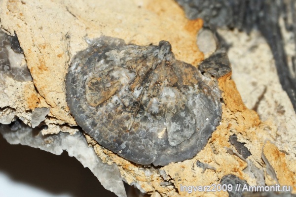 брахиоподы, пермский период, Башкирия, артинский ярус