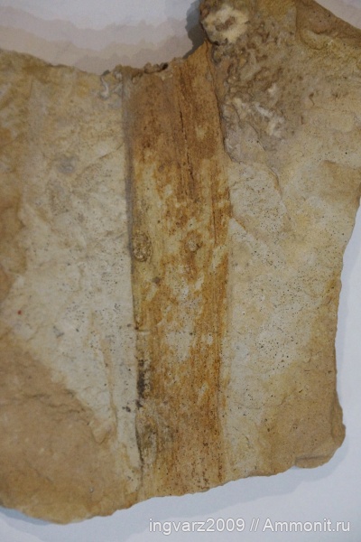 пермский период, каламиты, Башкирия, артинский ярус, неокаламиты