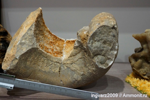 пермский период, Башкирия, артинский ярус, Наутилиды