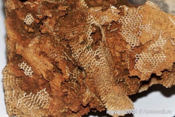 мшанки, Fenestella, пермский период, артинский ярус